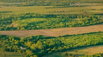 green field