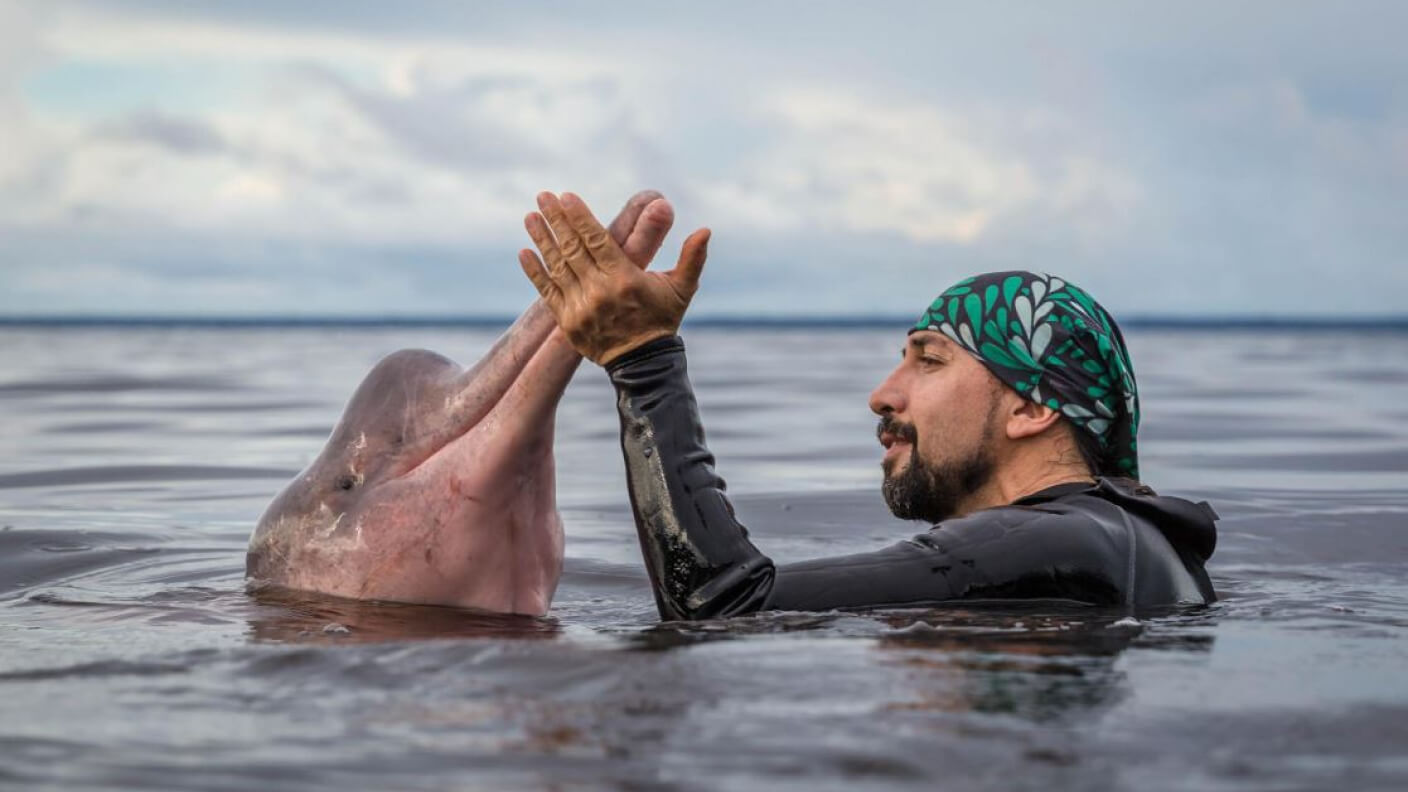 A man in the blue ocean playing with a dolphin