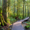 Raised walkway on a hiking trail