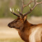 Elk