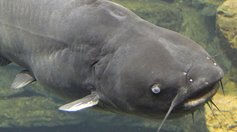A catfish swimming through a rock bed