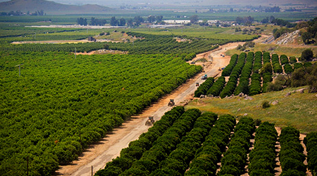 An aerial photo of green fields and groves stretching into the distance with a dirt road trailing through the middle