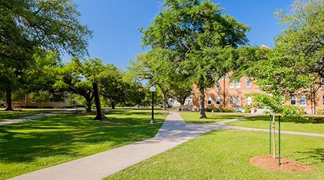 Many paths crossing a grassy lawn with trees and brick buildings in the distance